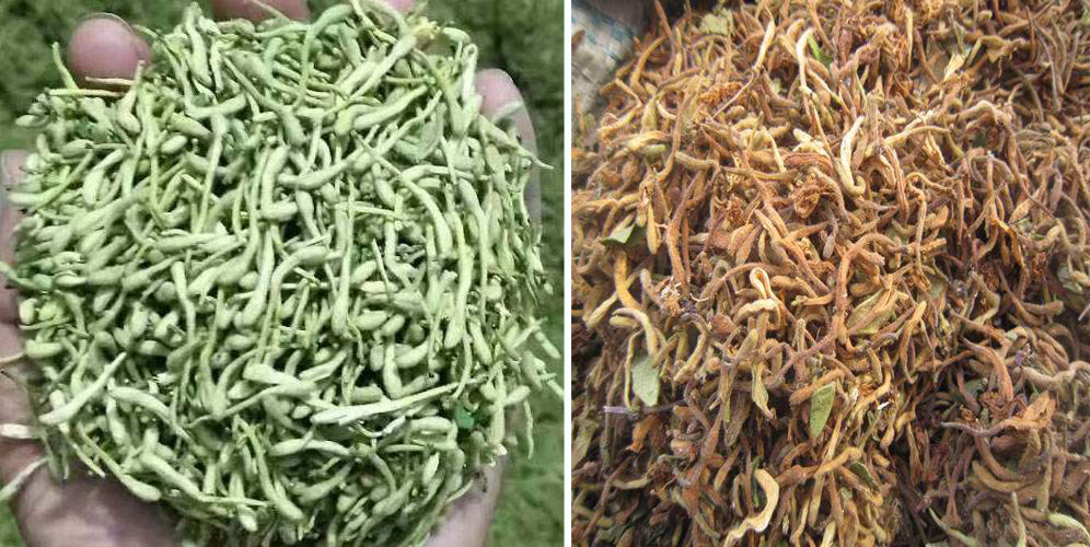 烘干金銀花畝產利潤多少？專業廠家詳解真實利潤